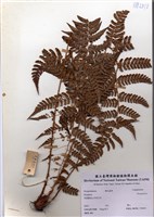 藏品(Dryopteris)的圖片